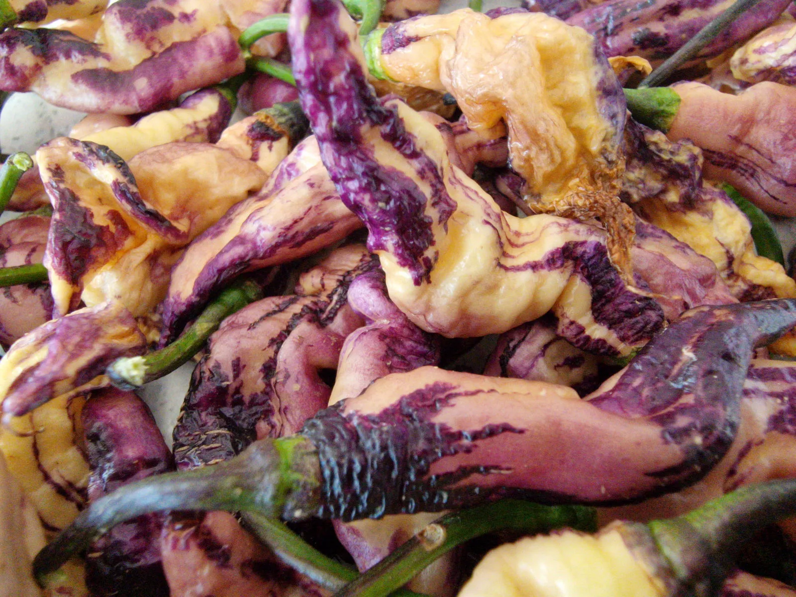 The Purple Dream Chilli Seeds - Image 8