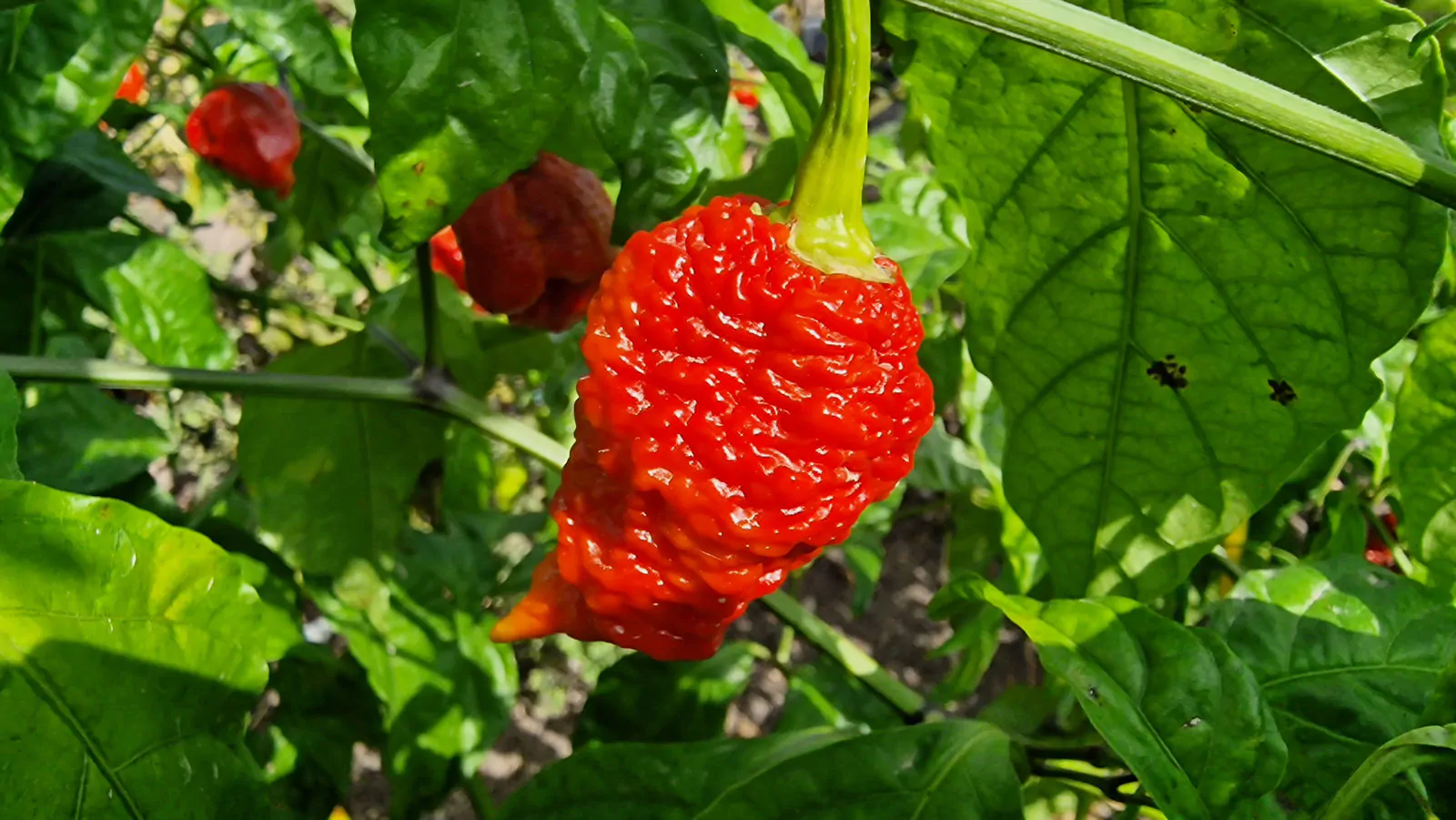 Ghostly Jalapeno Chilli Seeds - Image 8