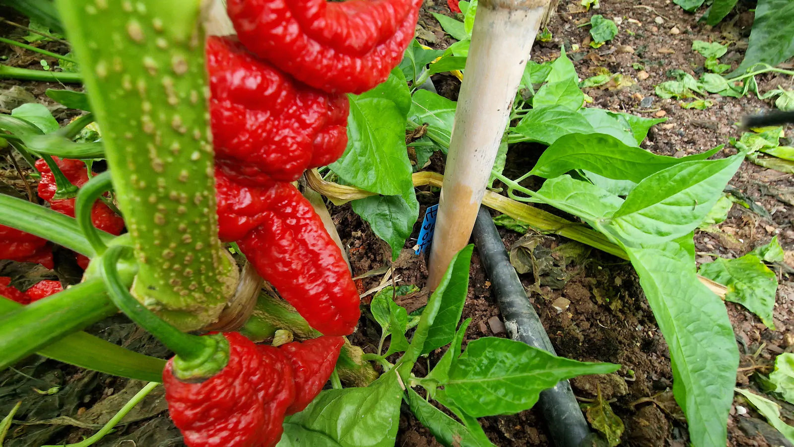 Ghostly Jalapeno Chilli Seeds - Image 5