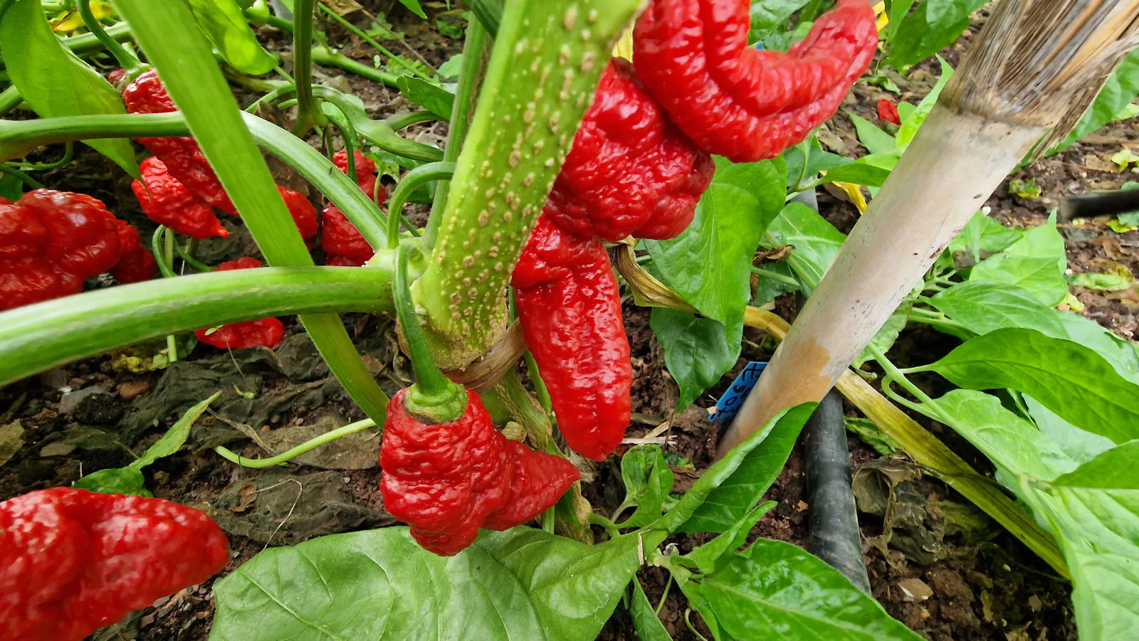 Ghostly Jalapeno Chilli Seeds - Image 3
