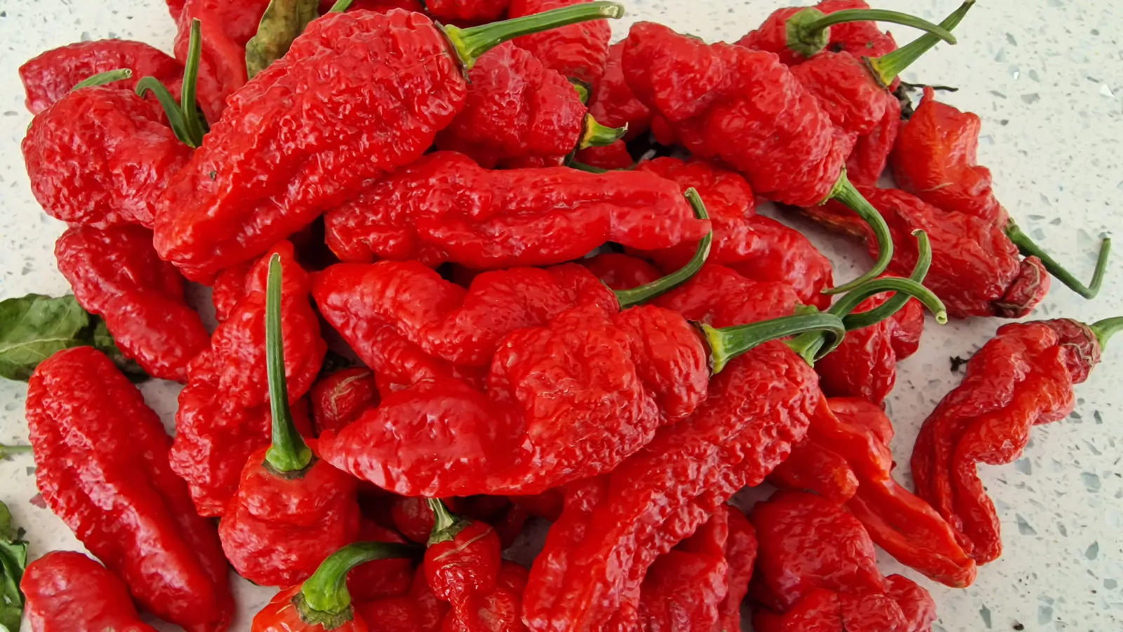 Ghostly Jalapeno Chilli Seeds - Image 4