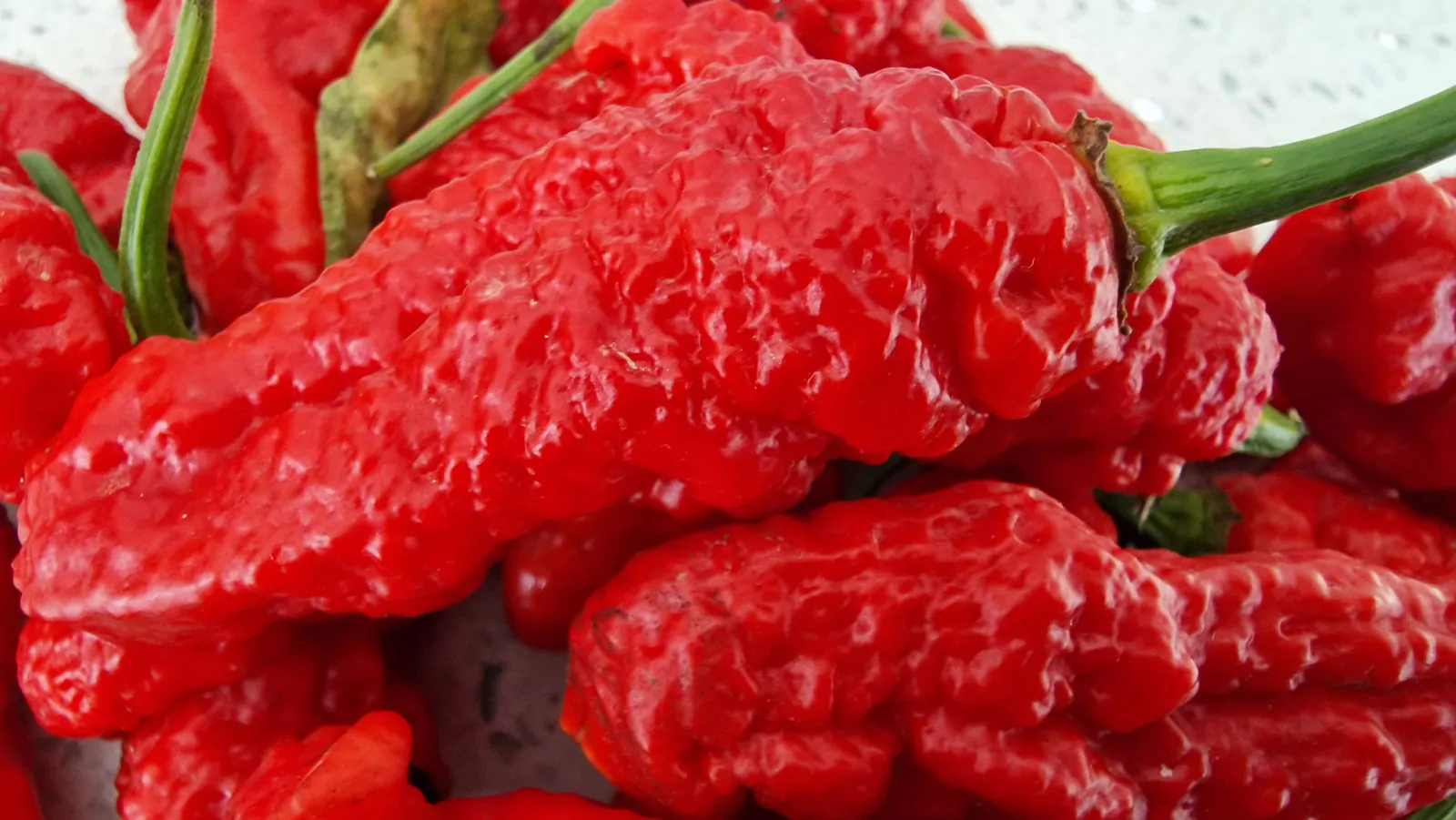 Ghostly Jalapeno Chilli Seeds - Image 6