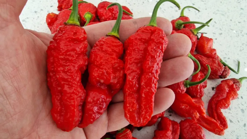 Ghostly Jalapeno Chilli Seeds - Image 2
