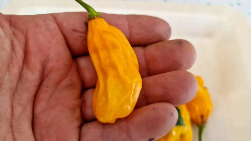 Malaysian Gorong Chilli Seeds