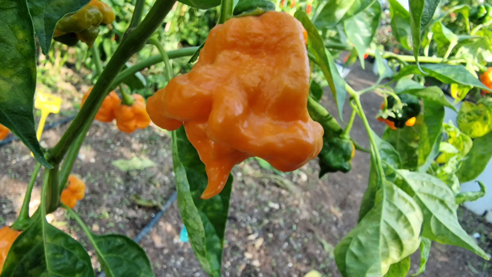 Orange Ripple Chilli Seeds - Image 2