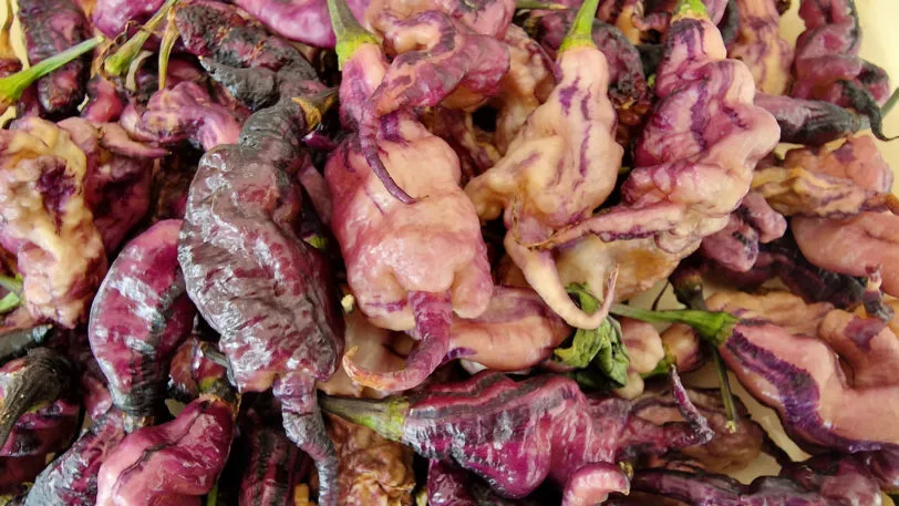Jays Pink Chilli Seeds - Image 7