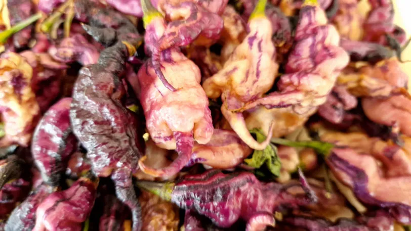Jays Pink Chilli Seeds