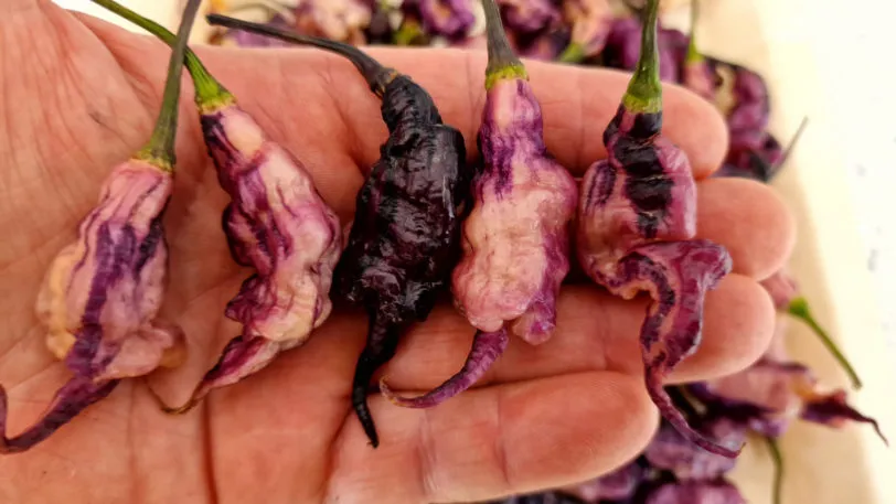 Jays Pink Chilli Seeds