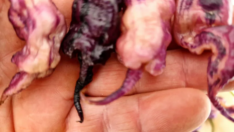 Jays Pink Chilli Seeds - Image 2