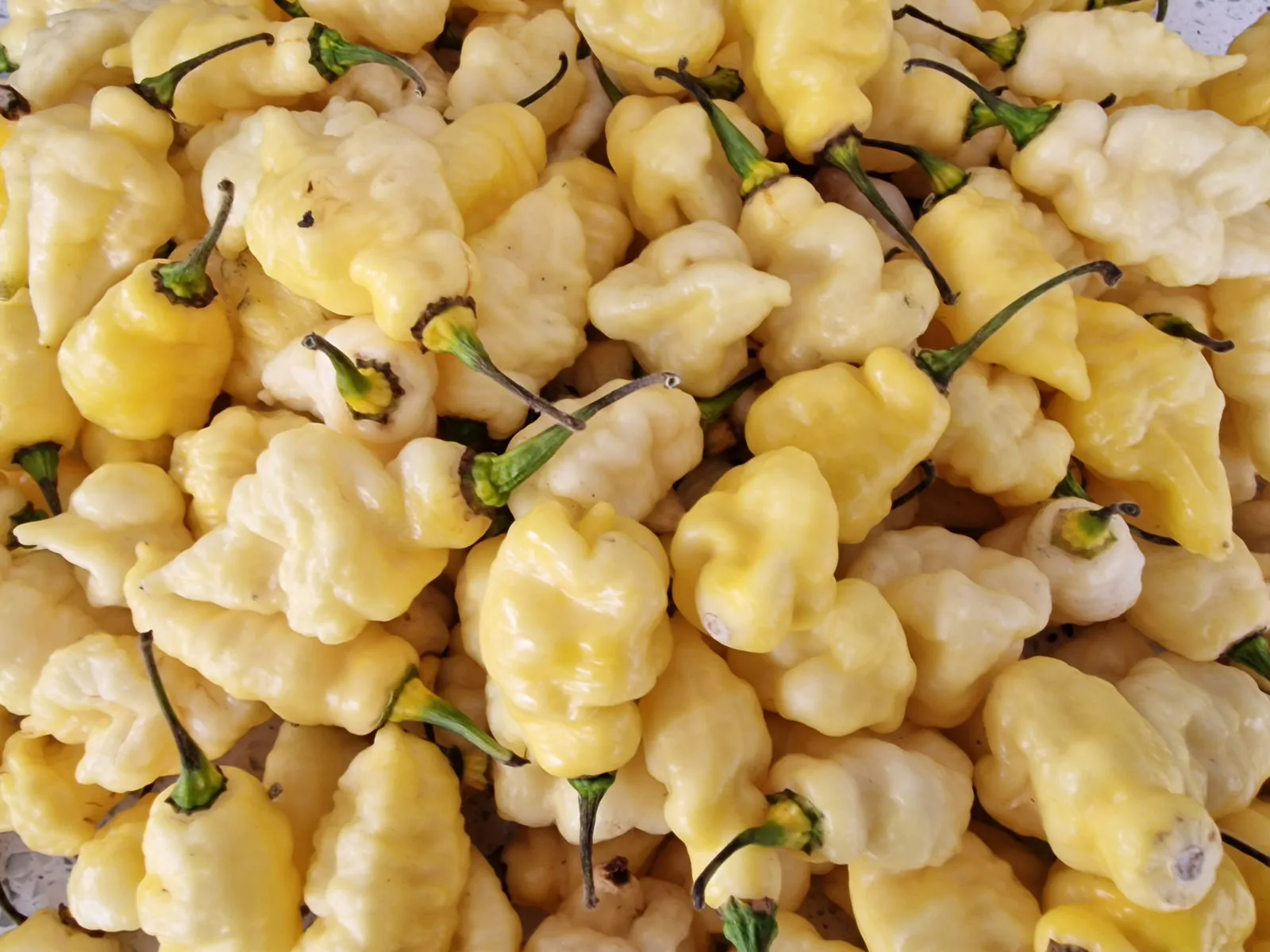 White Carbonero Chilli Seeds - Image 6