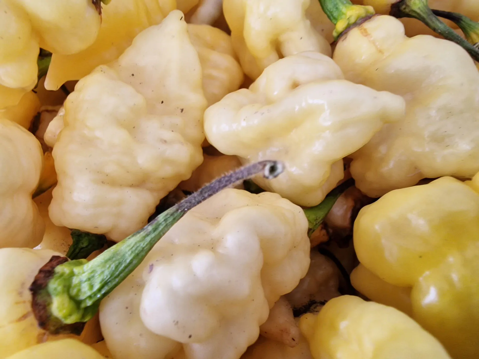 White Carbonero Chilli Seeds - Image 7