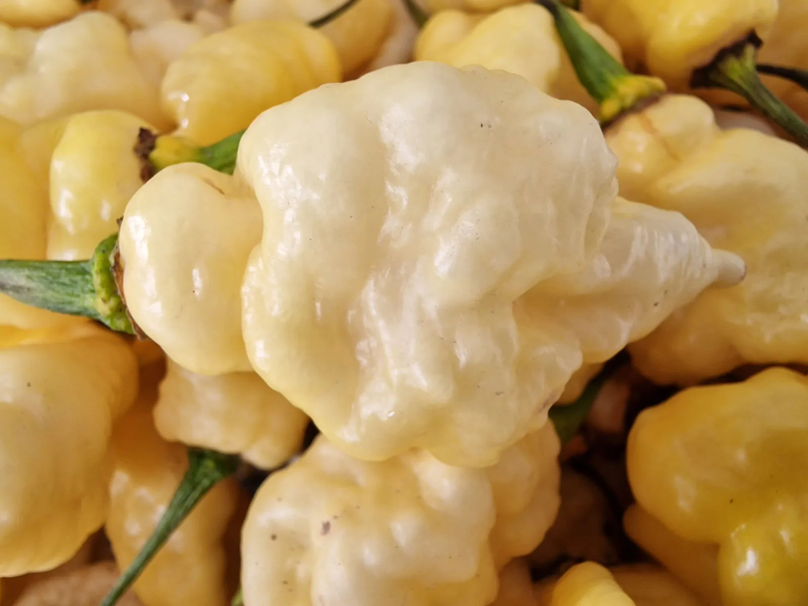 White Carbonero Chilli Seeds - Image 3