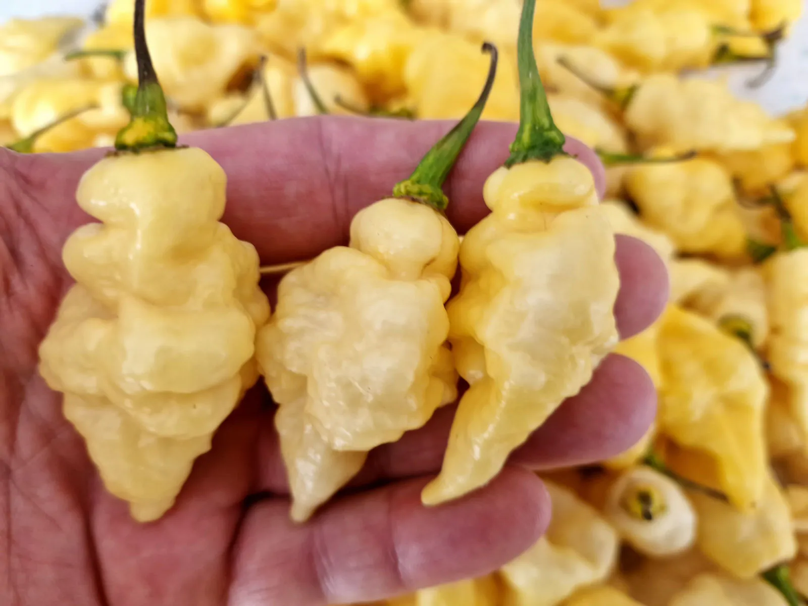 White Carbonero Chilli Seeds - Image 4