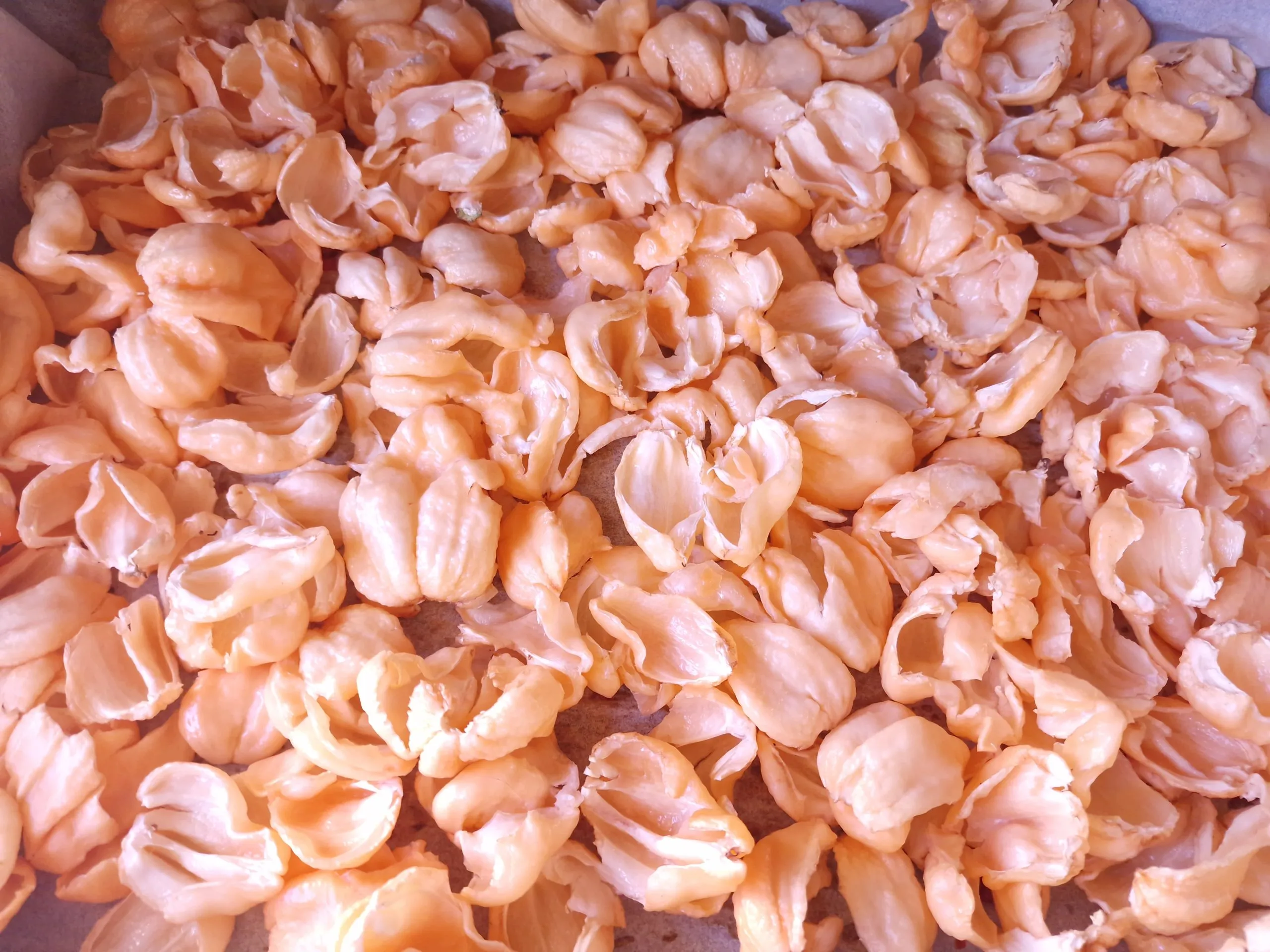 7 Pot Pink Chilli Seeds - Image 5