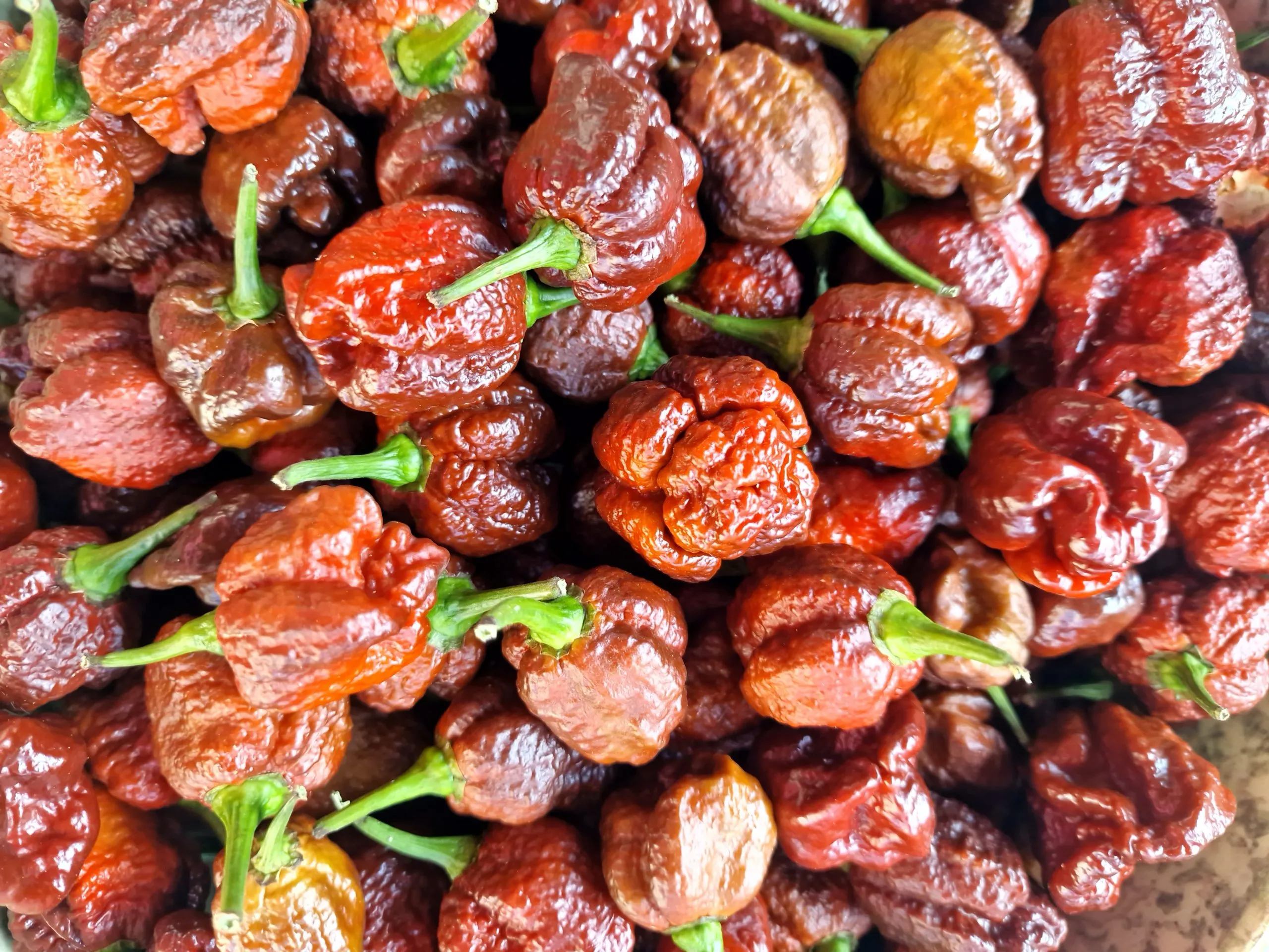 Trinidad Moruga Scorpion Chocolate - Image 7