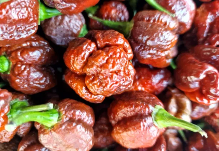 Chocolate Moruga Chilli Seeds