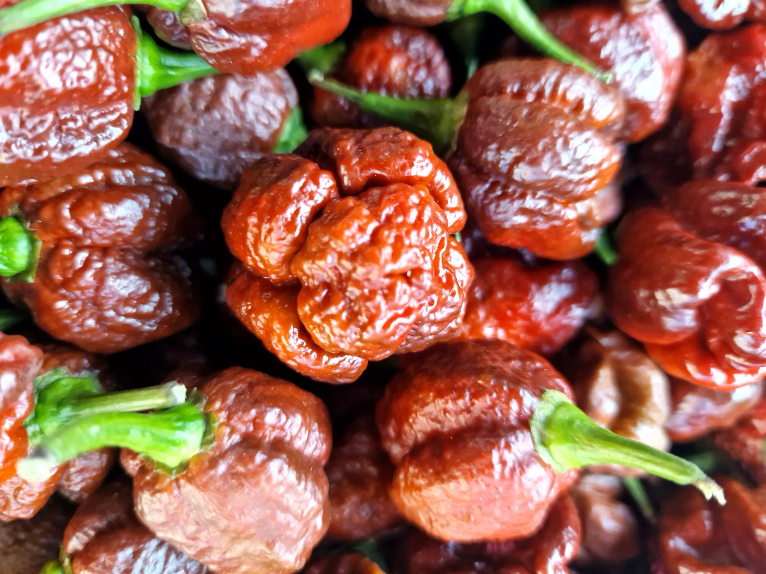 Chocolate Moruga Chilli Seeds