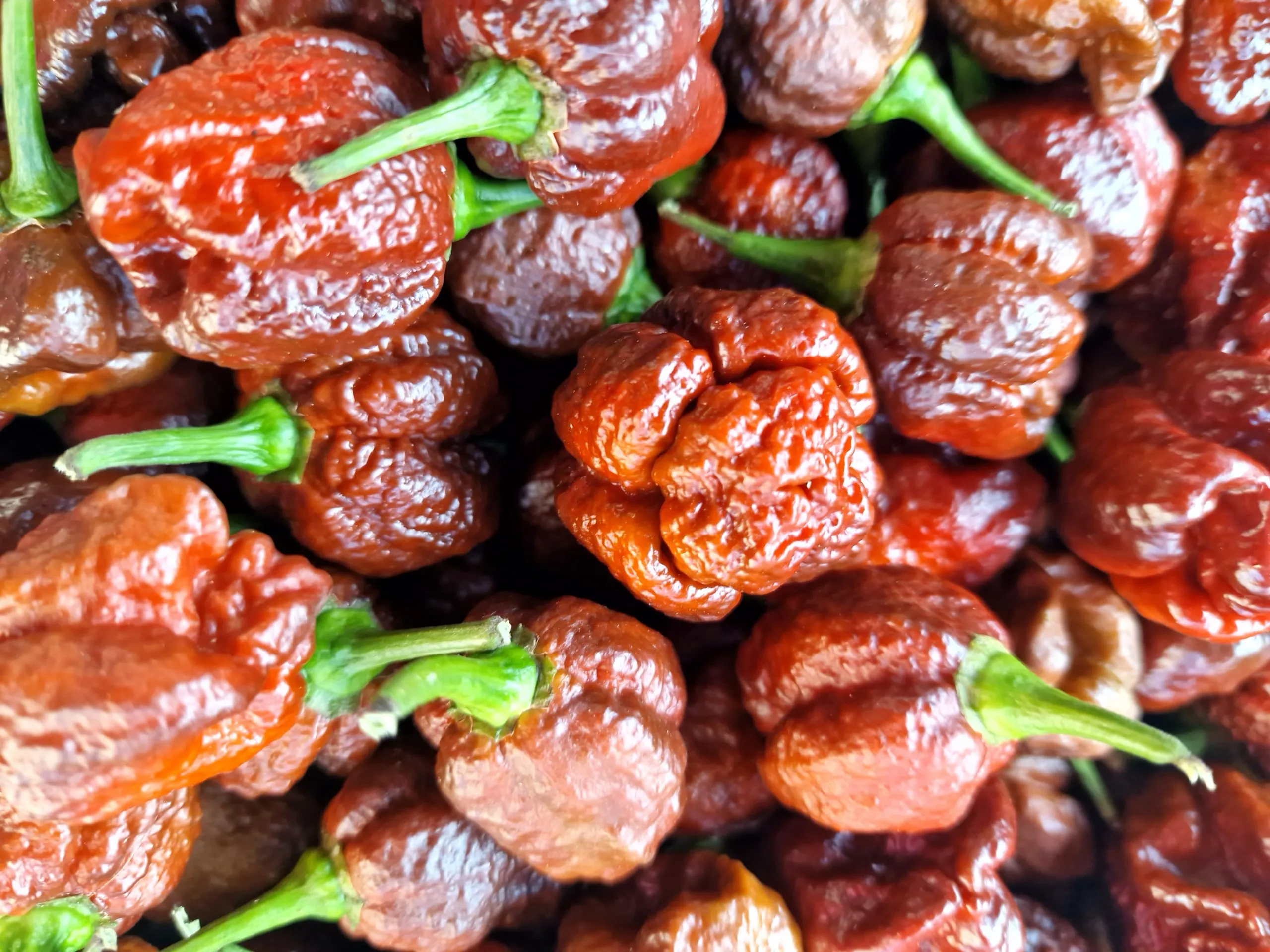 Trinidad Moruga Scorpion Chocolate - Image 8