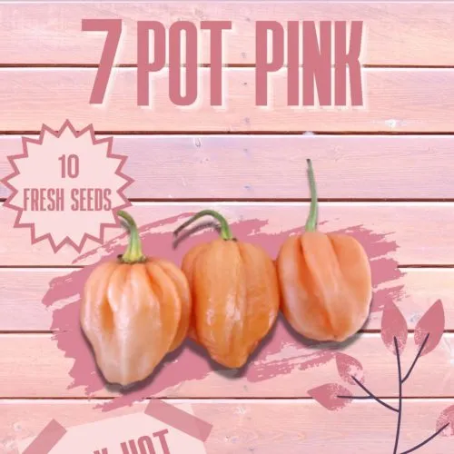 7 Pot Pink Chilli Seeds