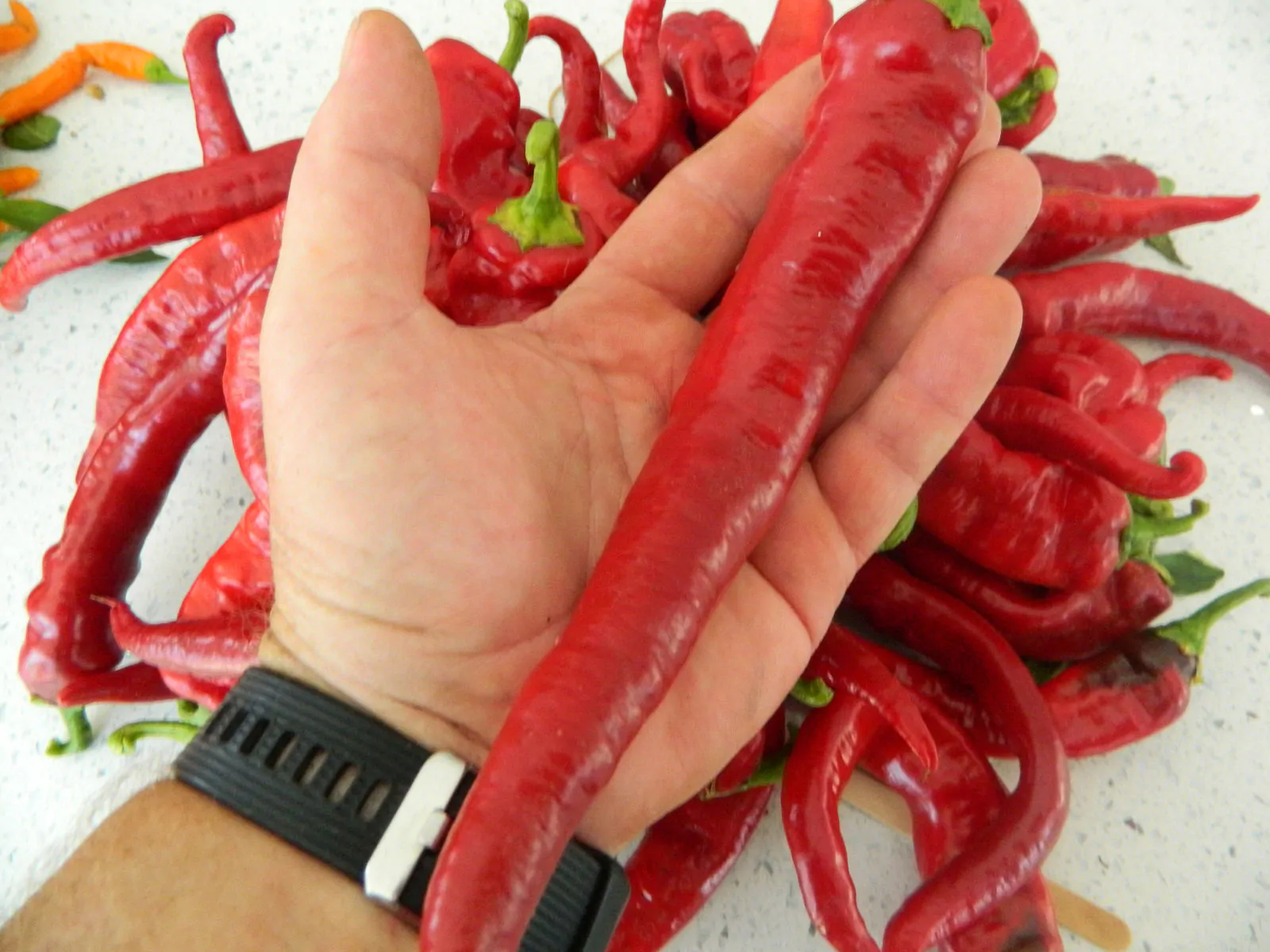 Hangjiao Space Chilli Seeds Full Pack - Image 3