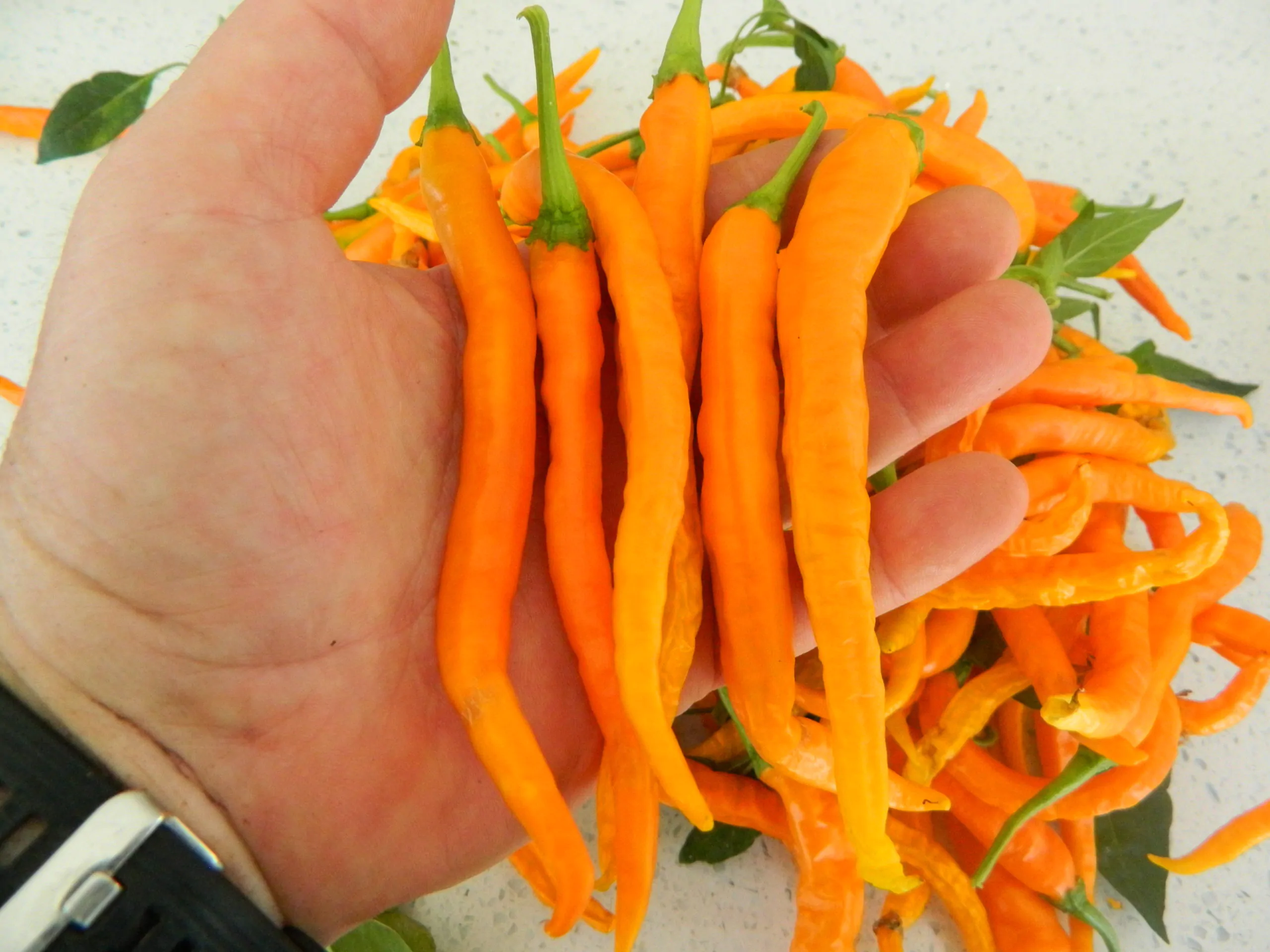 Hangjiao Space Chilli Seeds Full Pack - Image 4