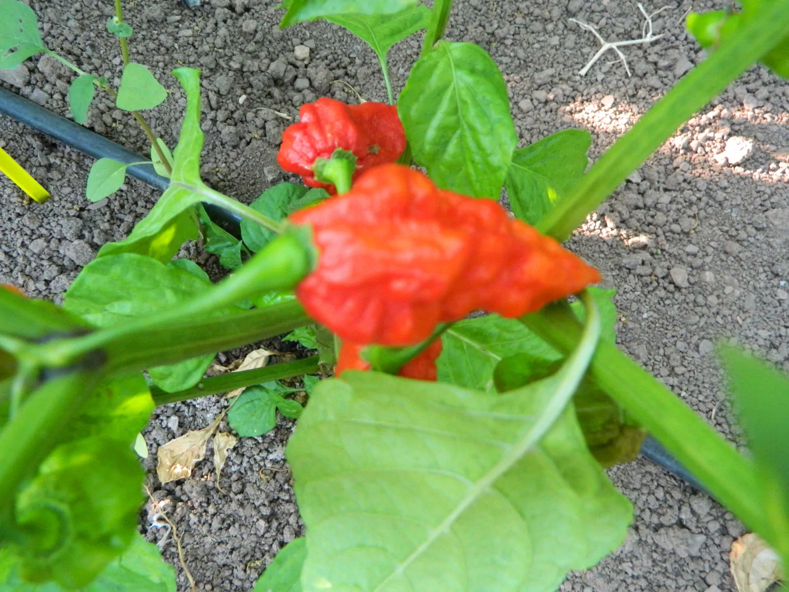 Trinidad Scorpion Butch T Chilli Seeds - 10 Fresh Seeds - Image 2