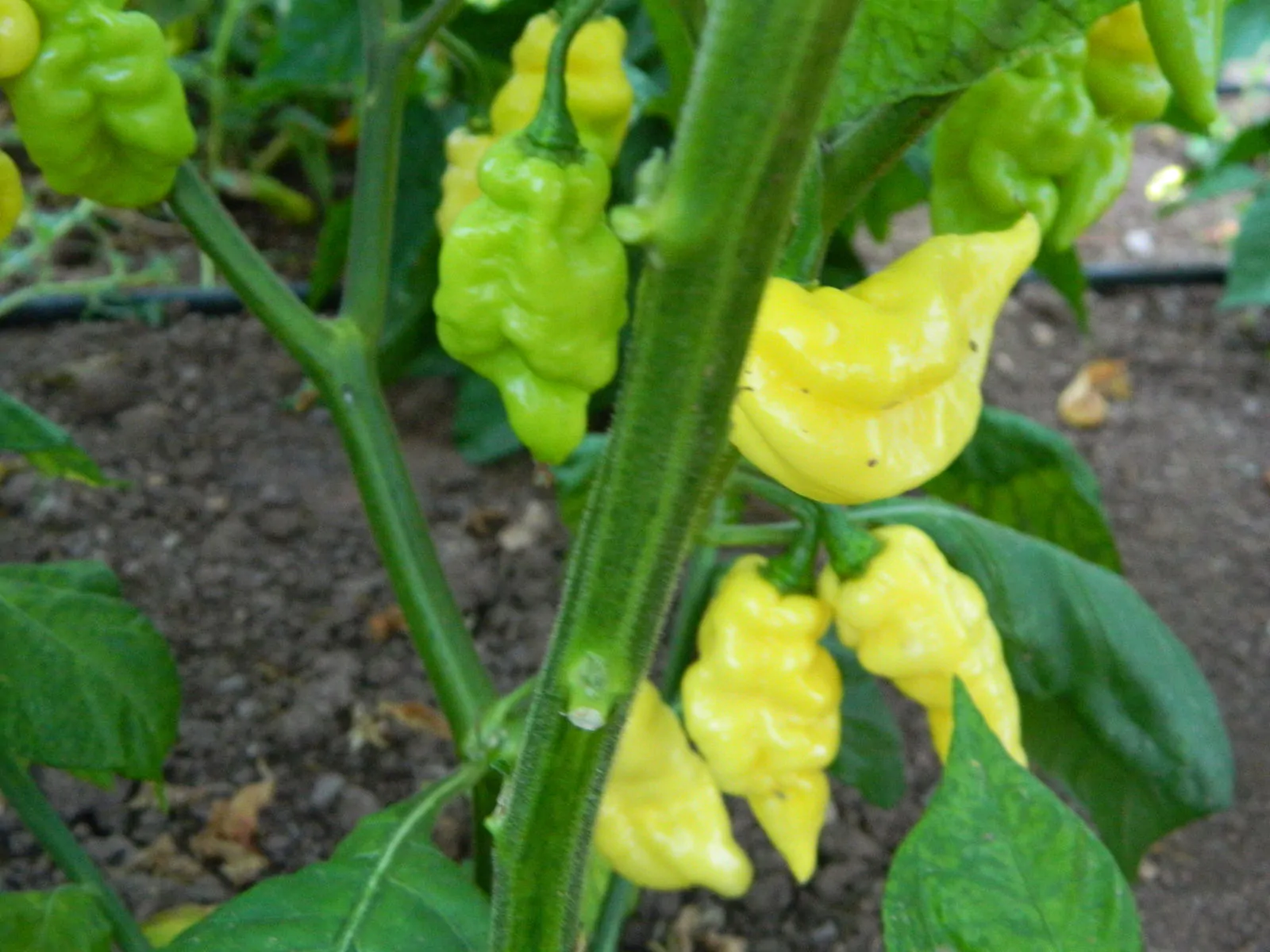 White Carbonero Chilli Seeds - Image 5