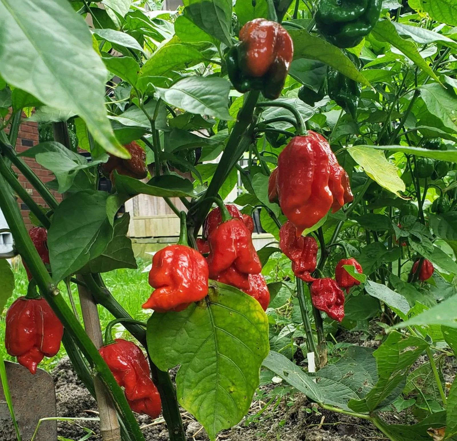 Trinidad Scorpion Butch T Chilli Seeds - 10 Fresh Seeds - Image 3