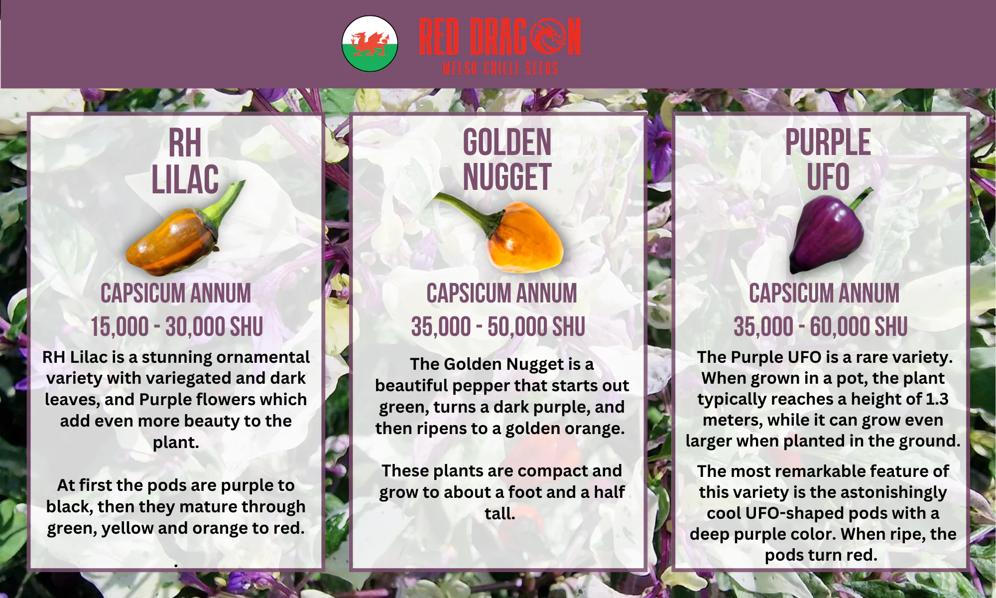 Beautiful, Variegated and Pretty Chilli Pepper Seeds Variety Pack - Image 5