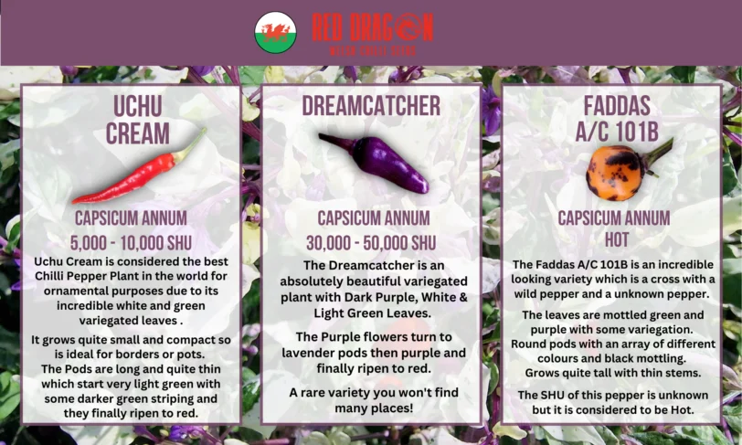 Beautiful, Variegated and Pretty Chilli Pepper Seeds Variety Pack - Image 3