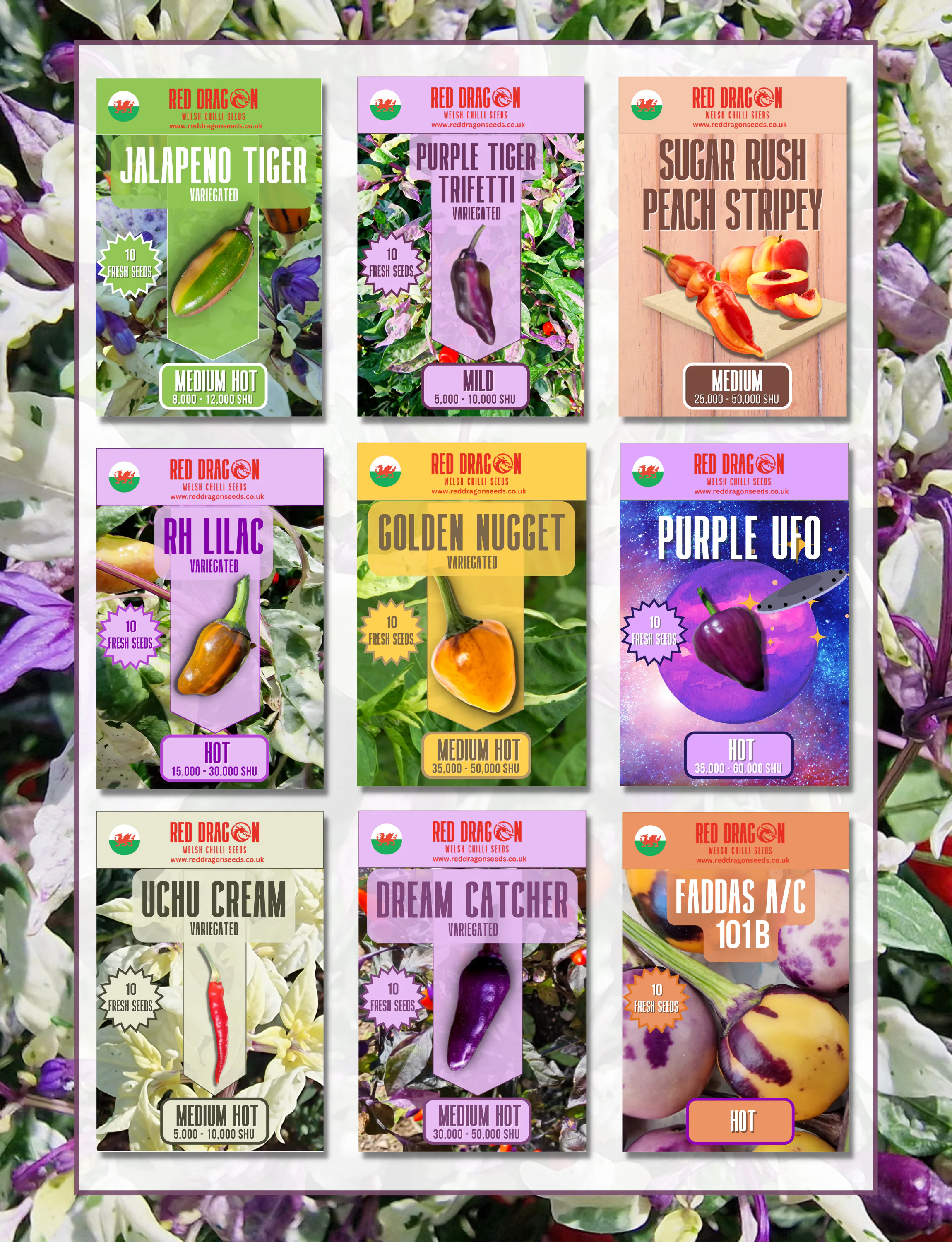 Beautiful, Variegated and Pretty Chilli Pepper Seeds Variety Pack - Image 2