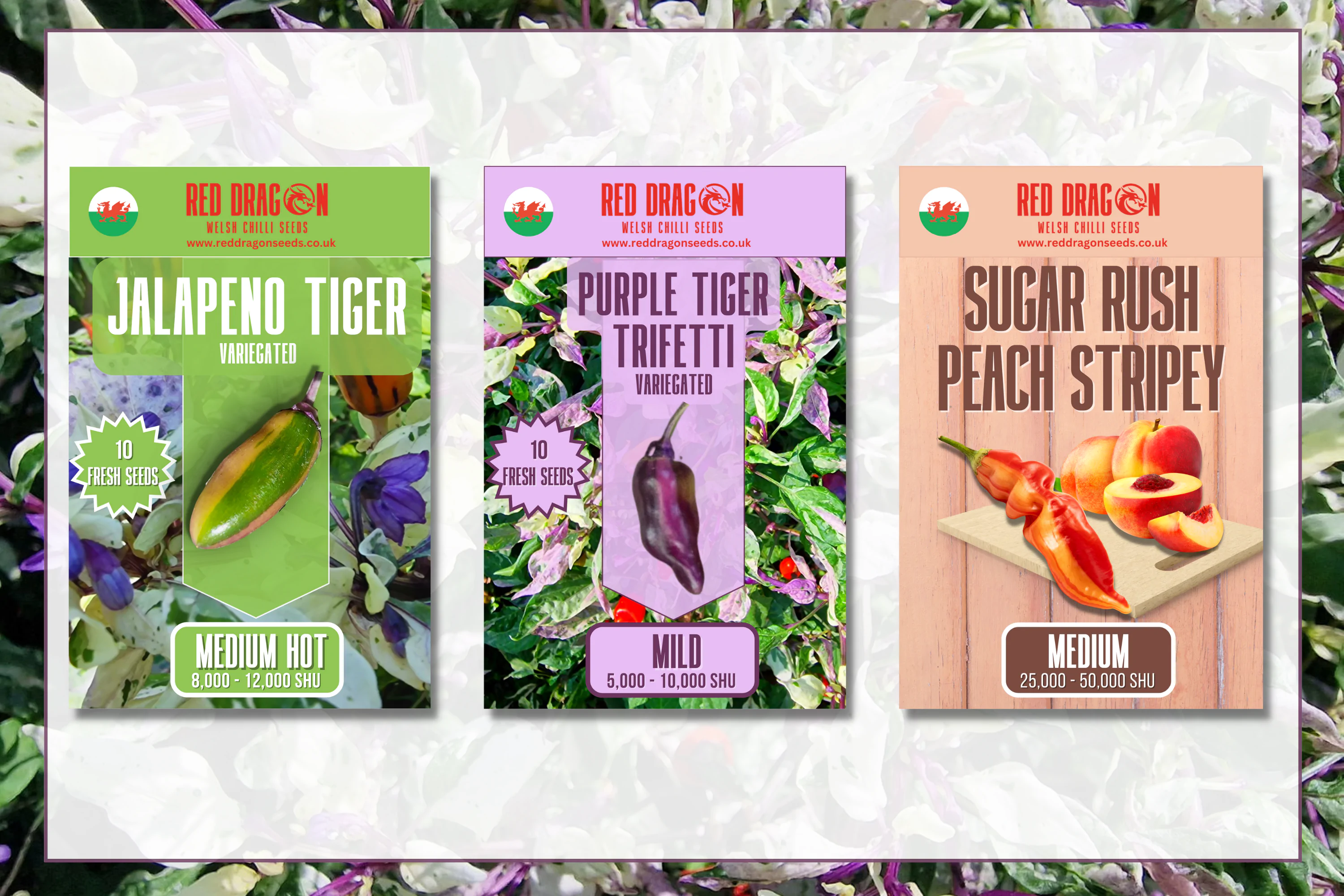 Beautiful, Variegated and Pretty Chilli Pepper Seeds Variety Pack - Image 14