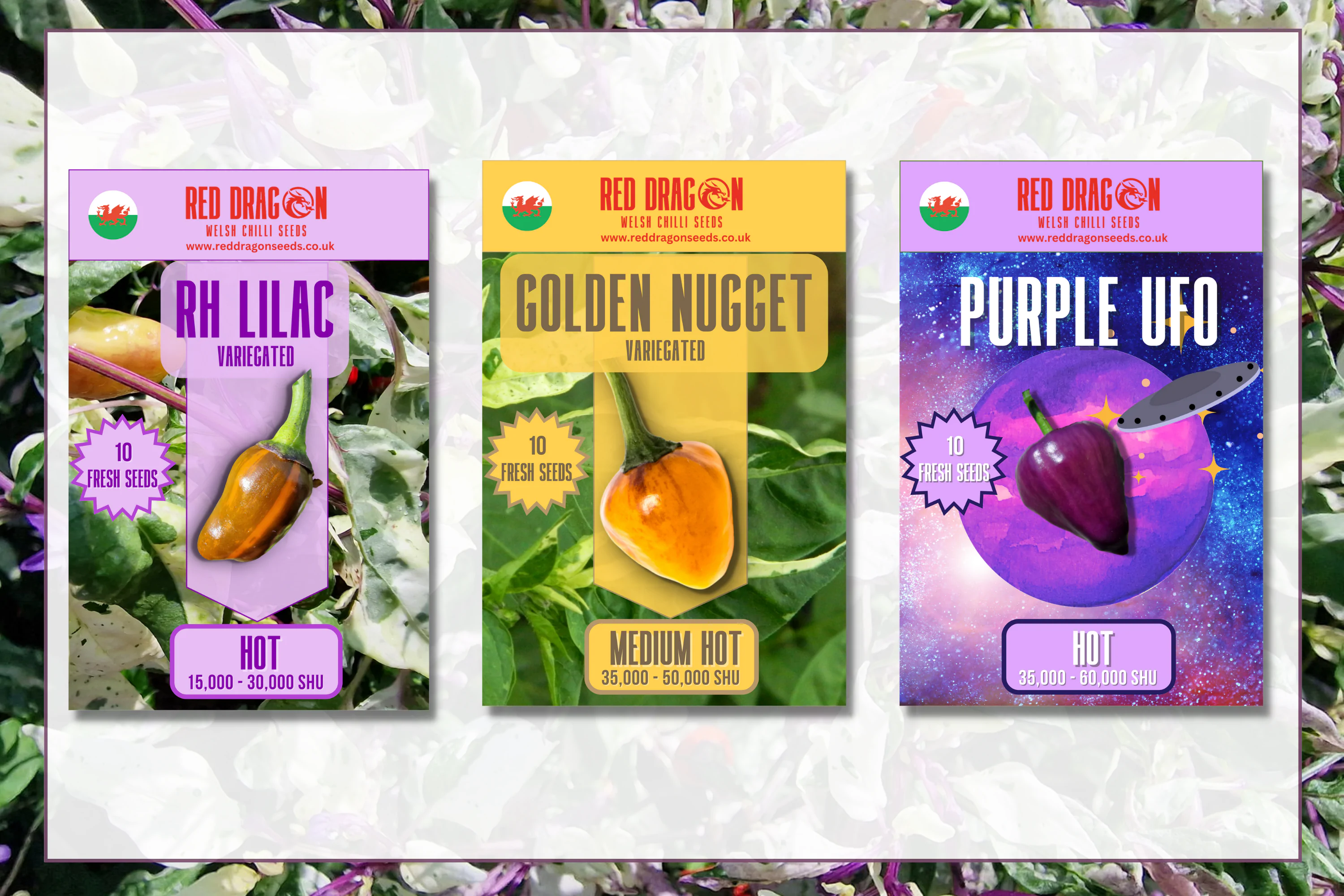 Beautiful, Variegated and Pretty Chilli Pepper Seeds Variety Pack - Image 13