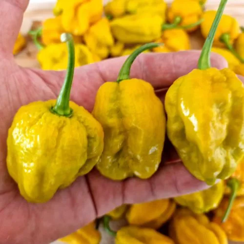 Bhut Jolokia Mustard Chilli Seeds
