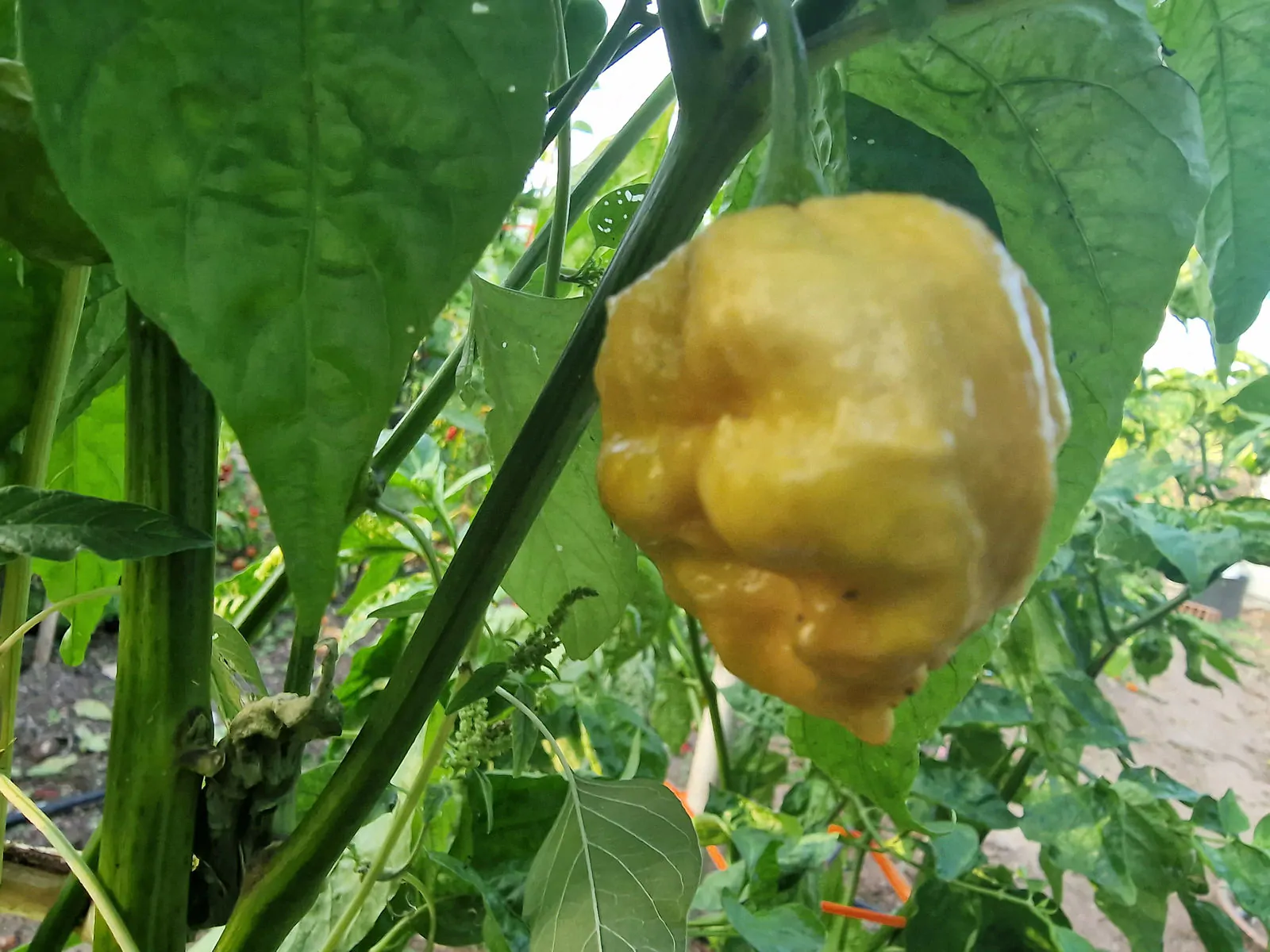 Golden Carolina Reaper Chilli Seeds - Image 4