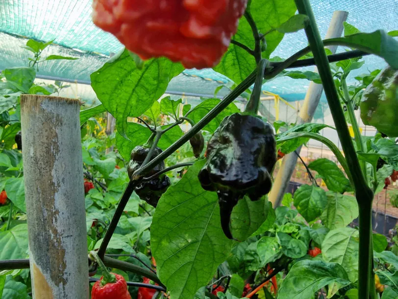 Primo Lucifer Chilli Seeds - Image 3