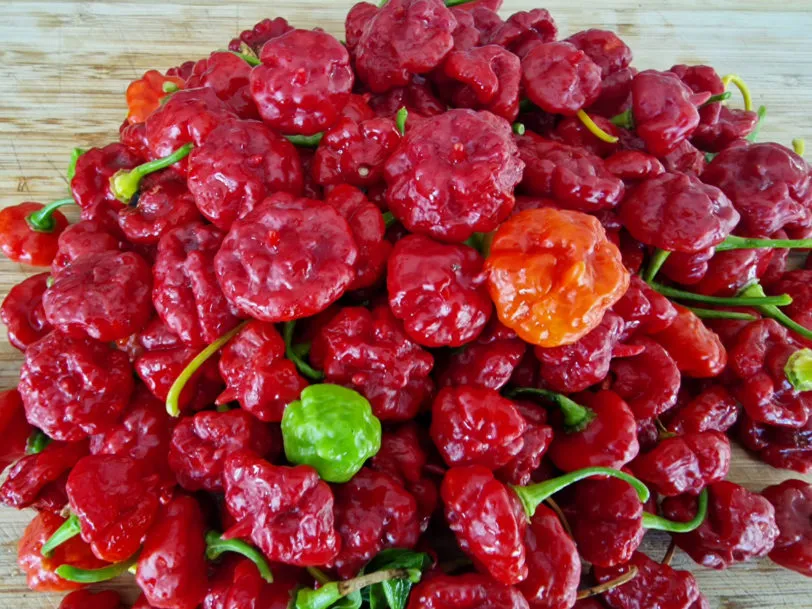 Aji Dulce Chilli Seeds - Image 2