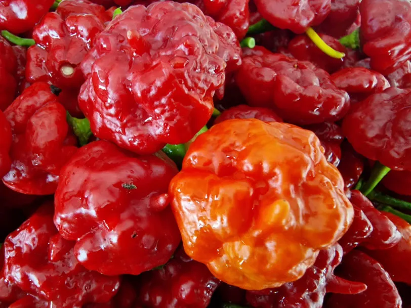 Aji Dulce Chilli Seeds - Image 3