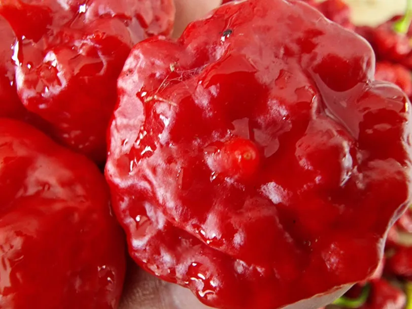 Aji Dulce Chilli Seeds - Image 4