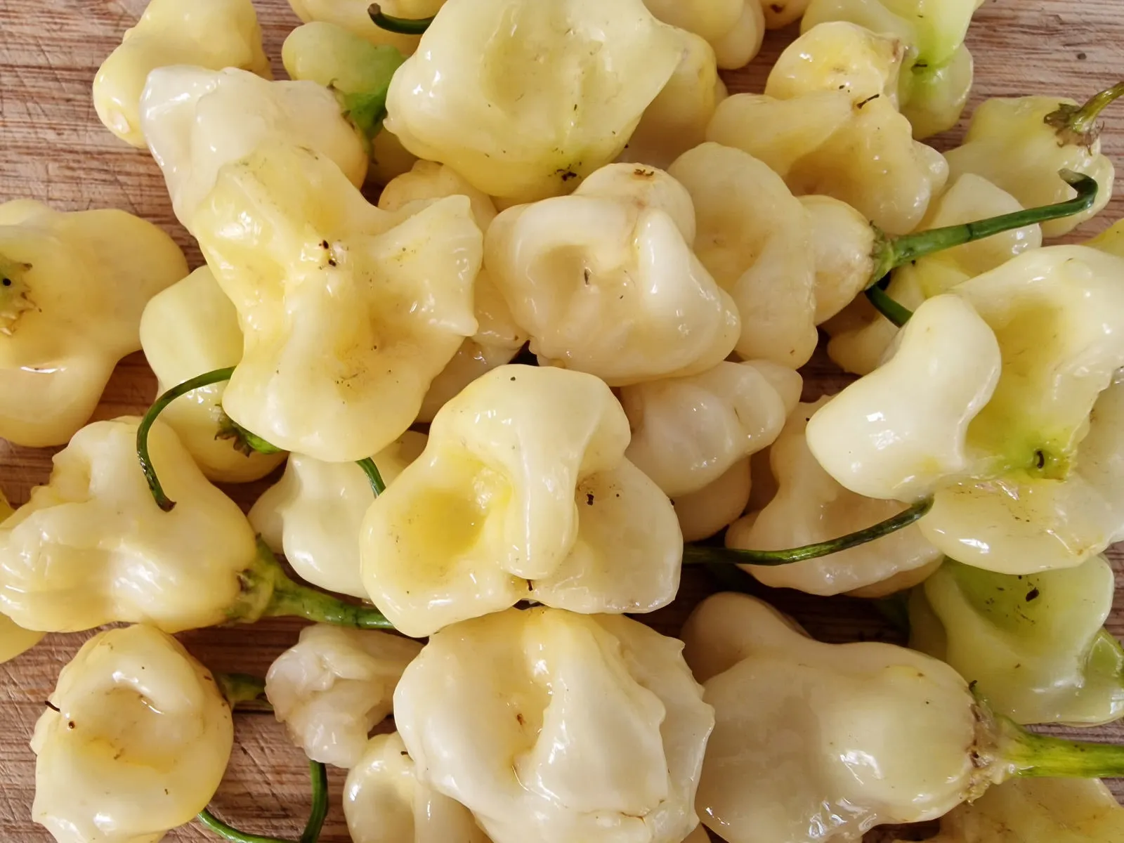 Aji Fantasy Chilli Seeds - Image 3