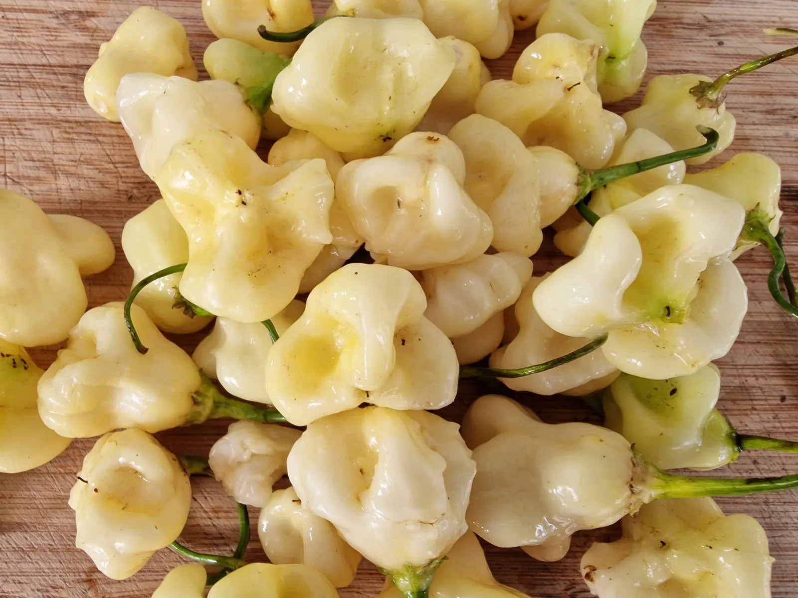 Aji Fantasy Chilli Seeds - Image 4