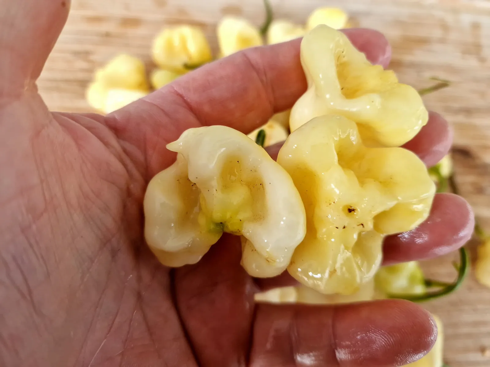 Aji Fantasy Chilli Seeds - Image 2