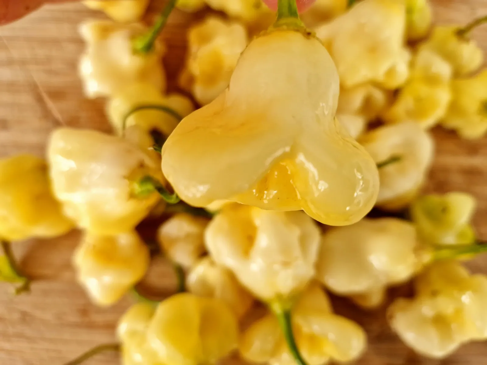 Aji Fantasy Chilli Seeds - Image 5