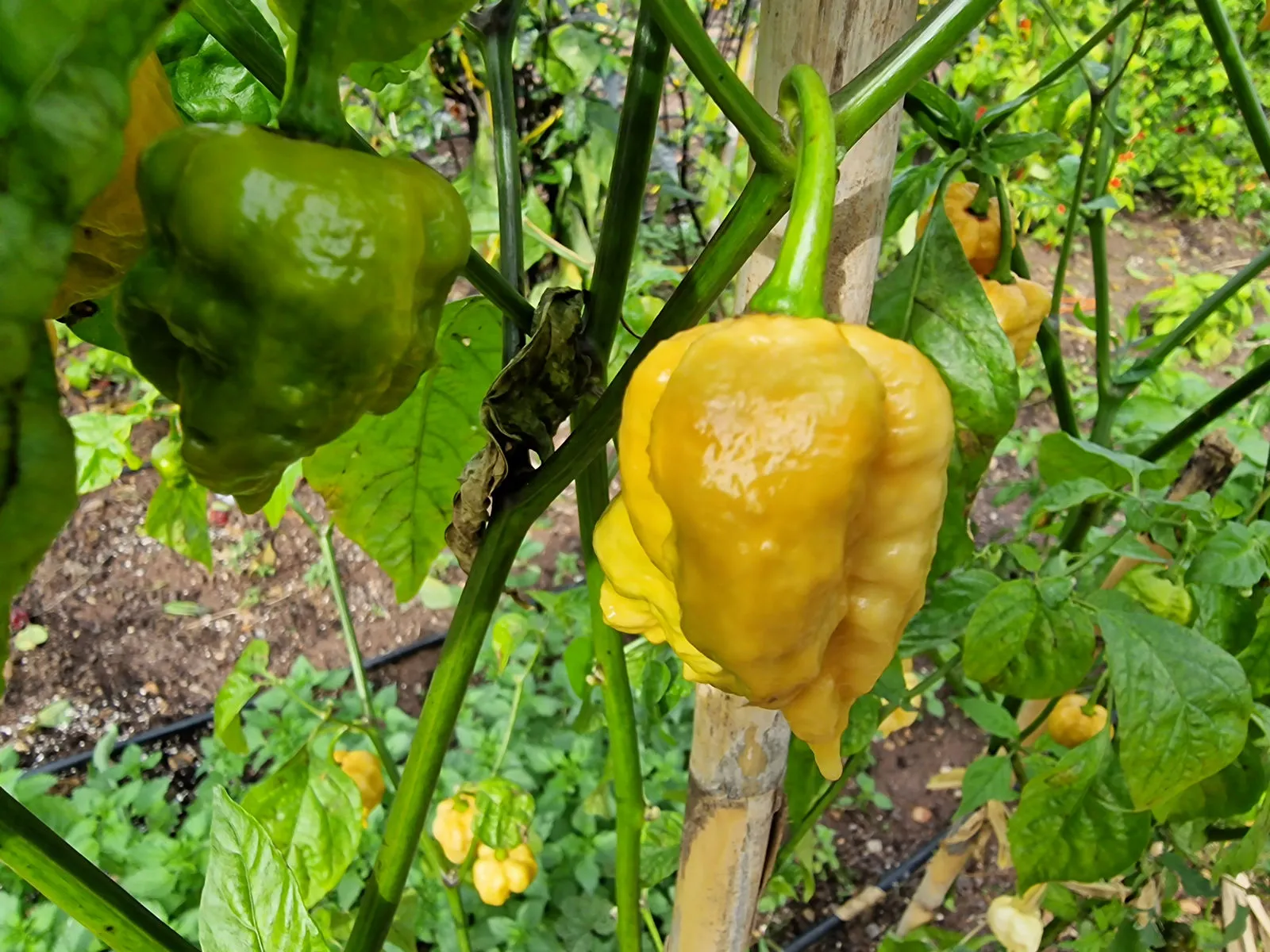 Golden Carolina Reaper Chilli Seeds - Image 6