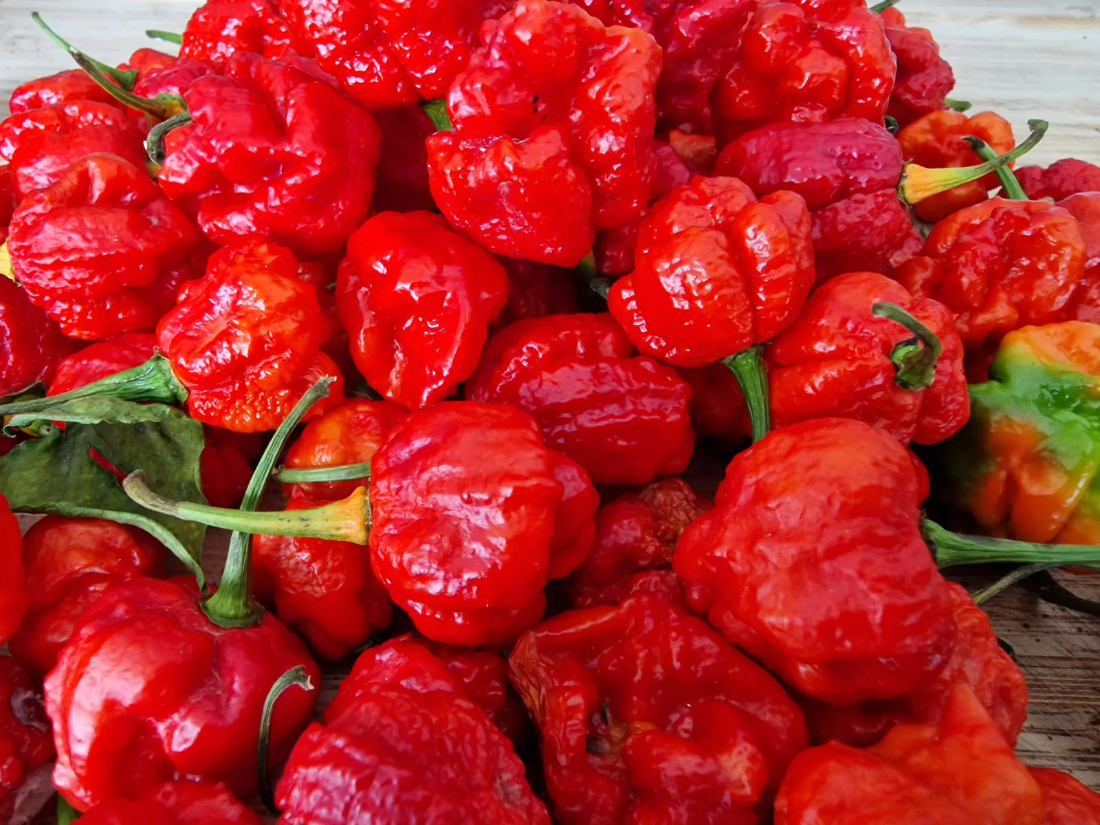 Primo Lucifer Chilli Seeds - Image 2