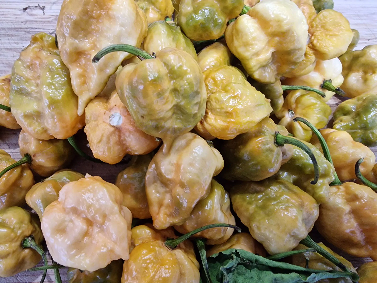 Golden Carolina Reaper Chilli Seeds - Image 7