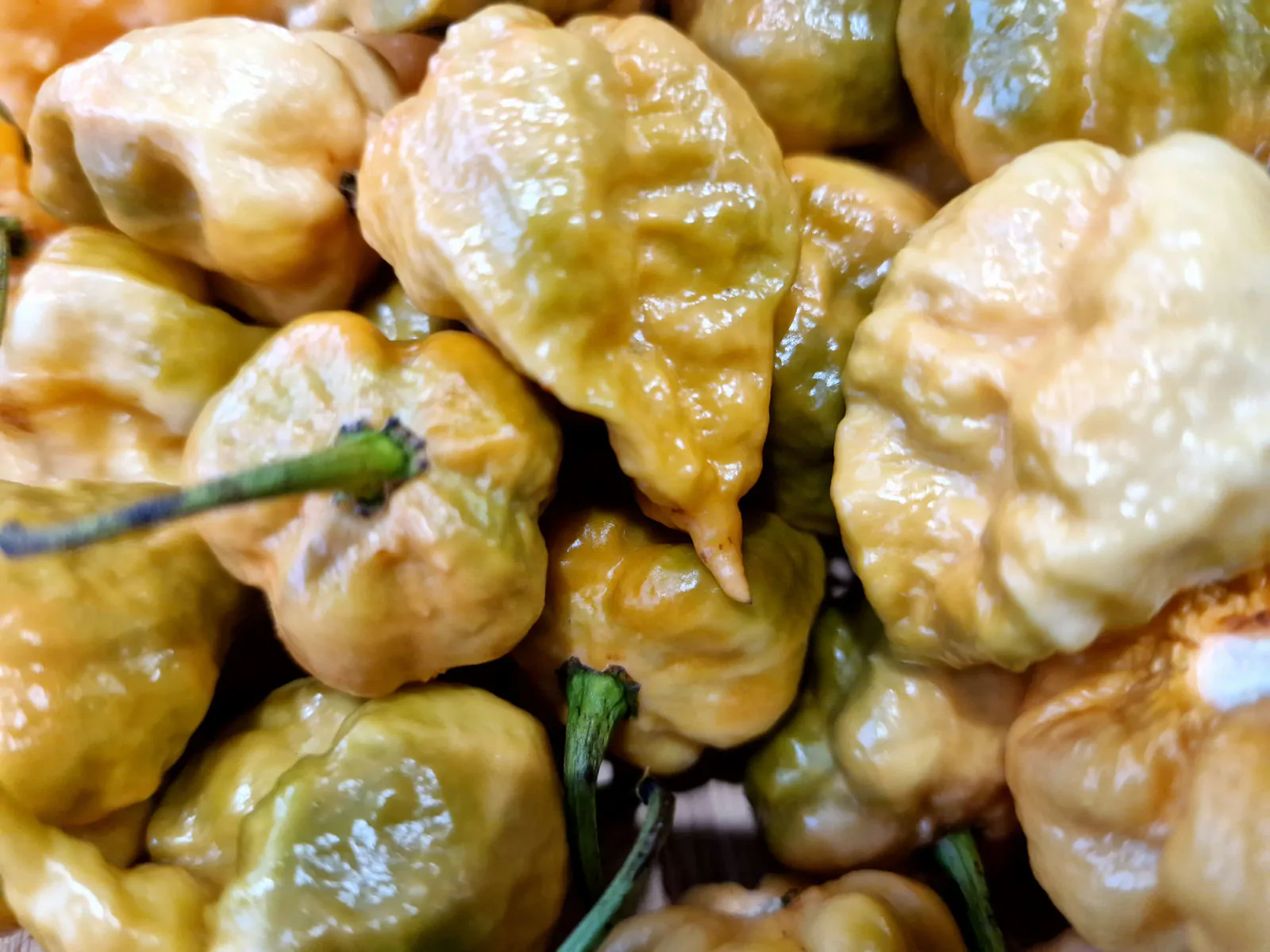 Golden Carolina Reaper Chilli Seeds - Image 3