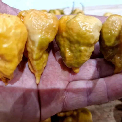 Golden Carolina Reaper Chilli Seeds