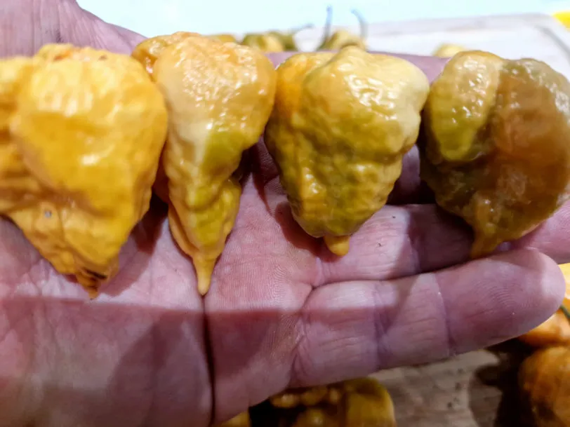 Golden Carolina Reaper Chilli Seeds