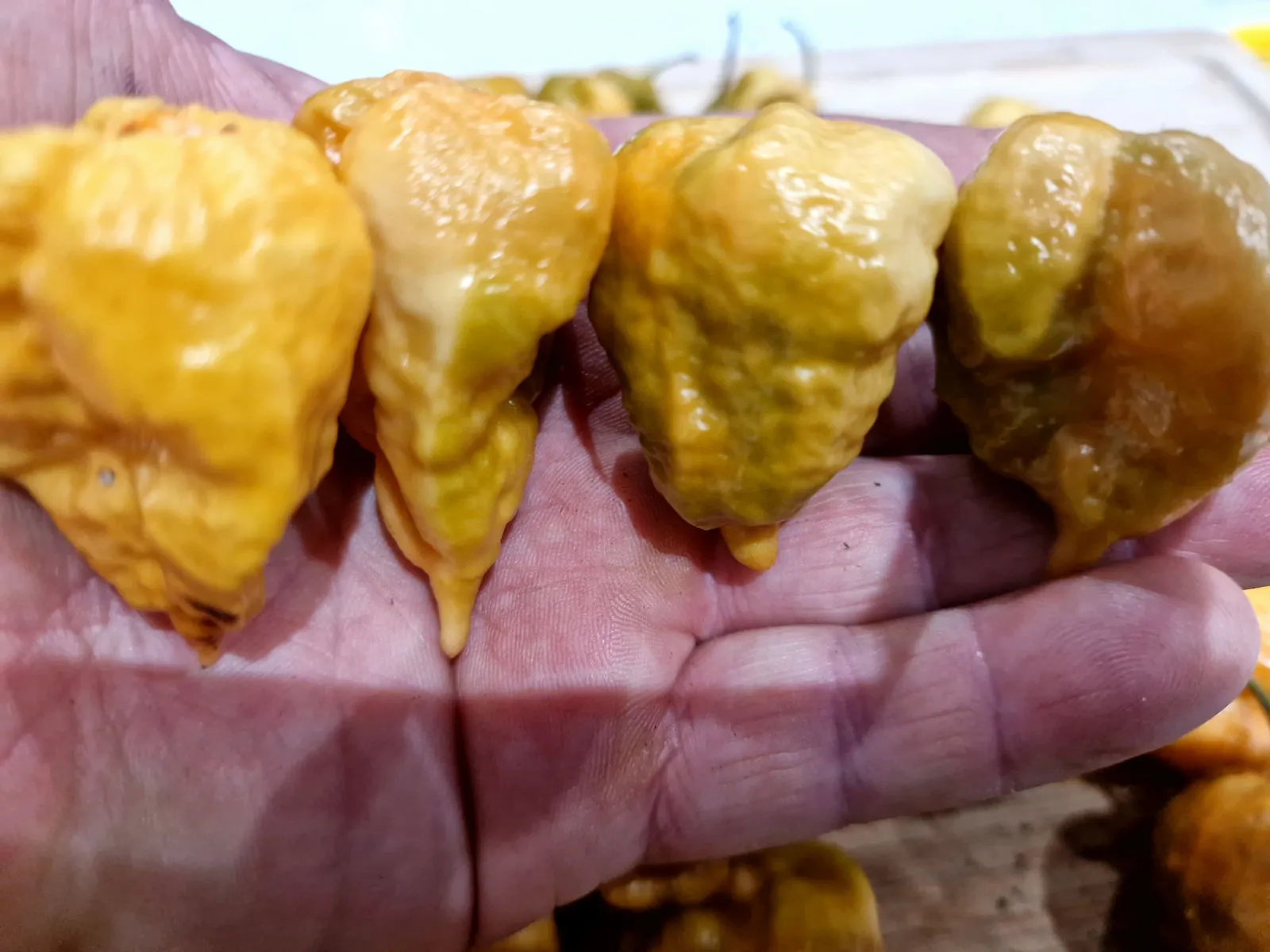 Golden Carolina Reaper Chilli Seeds